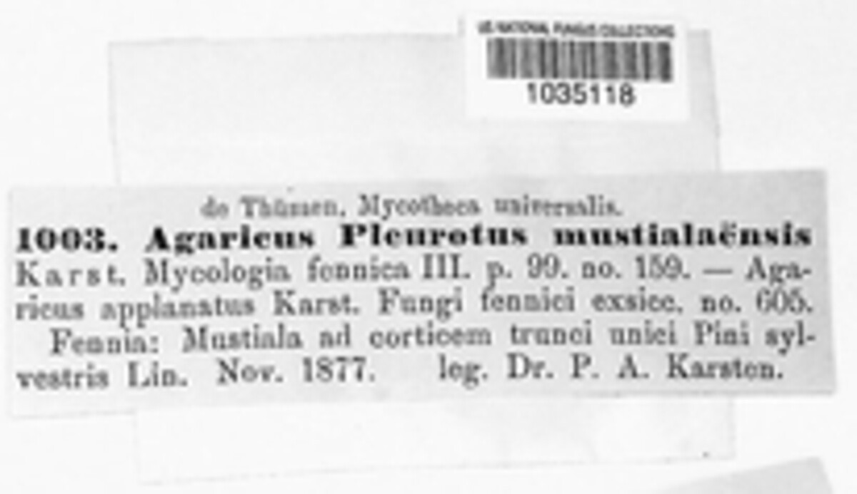 Agaricus pleurocystidiatus image
